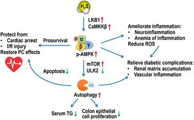 An Update on AMPK in Hydrogen Sulfide Pharmacology